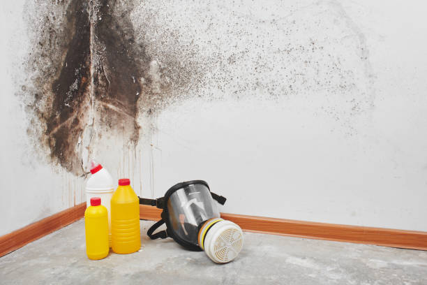 Best Kitchen Mold Remediation in Bertram, TX