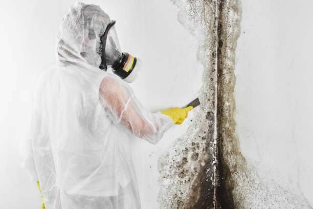 Best DIY Mold Remediation Support Services in Bertram, TX