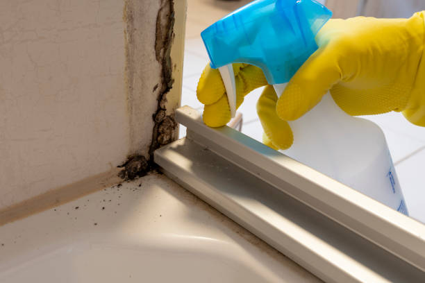 Best Preventive Mold Services in Bertram, TX
