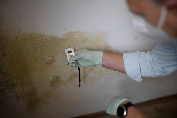Reliable Bertram, TX Mold Remediation Solutions