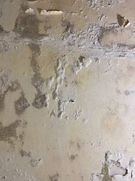 Best Industrial Mold Remediation in Bertram, TX
