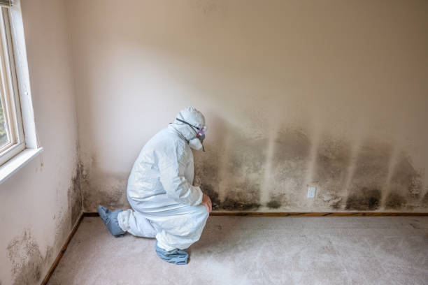 Best Mold Testing and Inspection Services in Bertram, TX