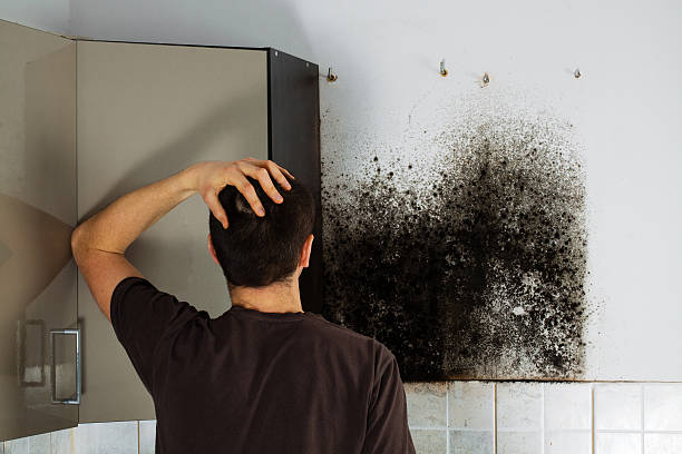 Best Residential Mold Remediation in Bertram, TX