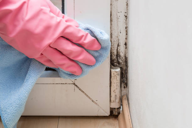 Best Industrial Mold Remediation in Bertram, TX