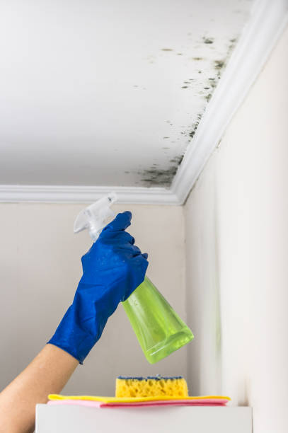 Best Attic Mold Remediation in Bertram, TX