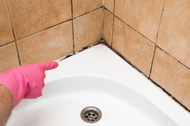 Best Crawl Space Mold Remediation in Bertram, TX